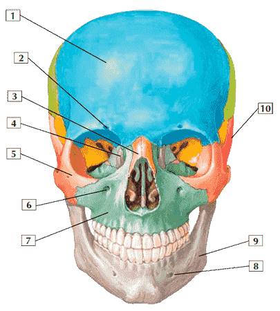 Строение черепа человека (вид спереди)
