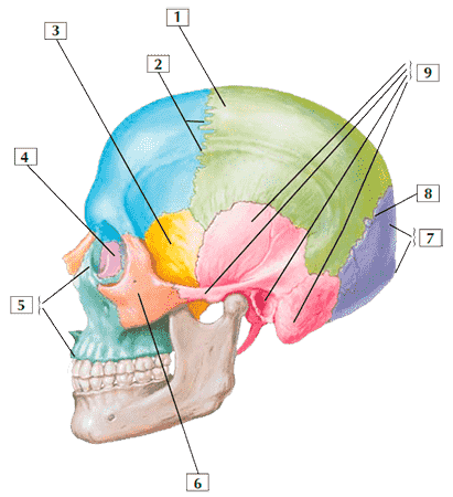 Строение черепа человека (вид сбоку)