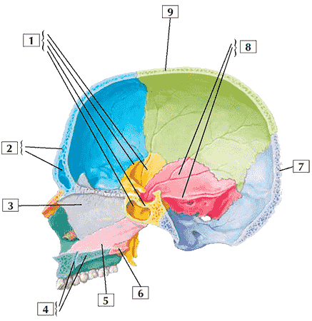 Строение черепа (срединно-сагиттальный разрез)