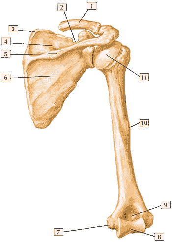 Плечевая кость и лопатка (вид сзади)