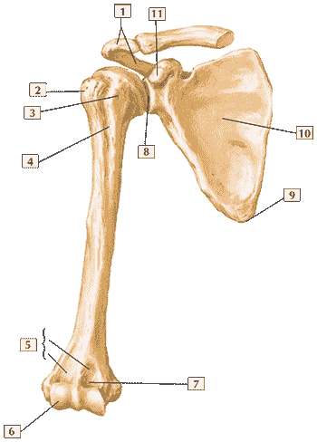Плечевая кость и лопатка (вид спереди)