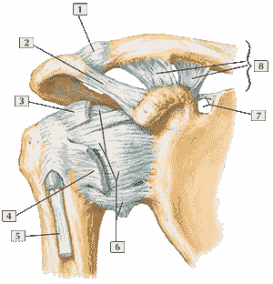 Плечевой сустав (вид спереди)