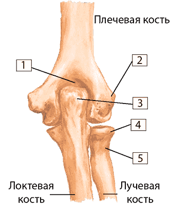 Кости локтевого сустава (в разгибании)