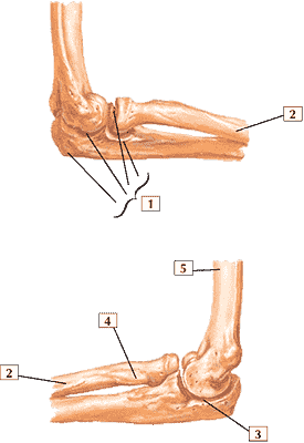 Кости локтевого сустава (в сгибании)