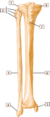Большеберцовая и малоберцовая кости (вид спереди)