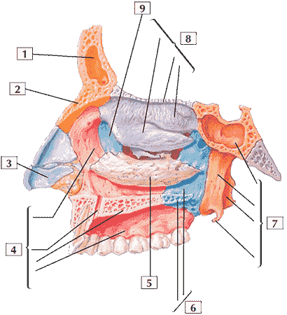 Строение черепа (боковая стенка носовой полости)