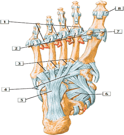 Связки и сухожилия стопы (подошвенный вид)