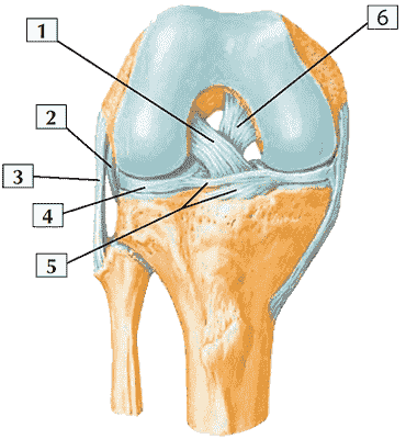 Связки коленного сустава (вид спереди)