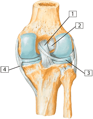 Связки коленного сустава (вид сзади)