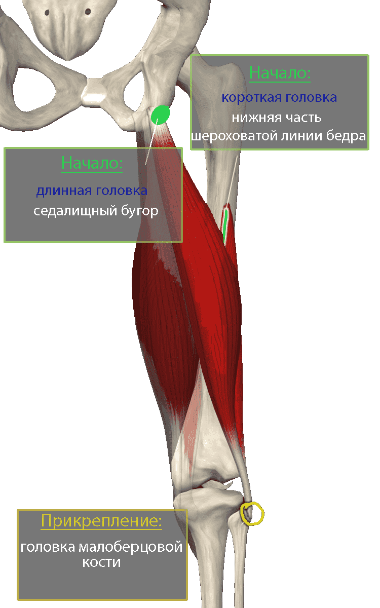 Двуглавая мышца бедра
