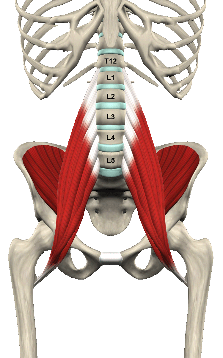 Пояснично подвздошная мышца фото