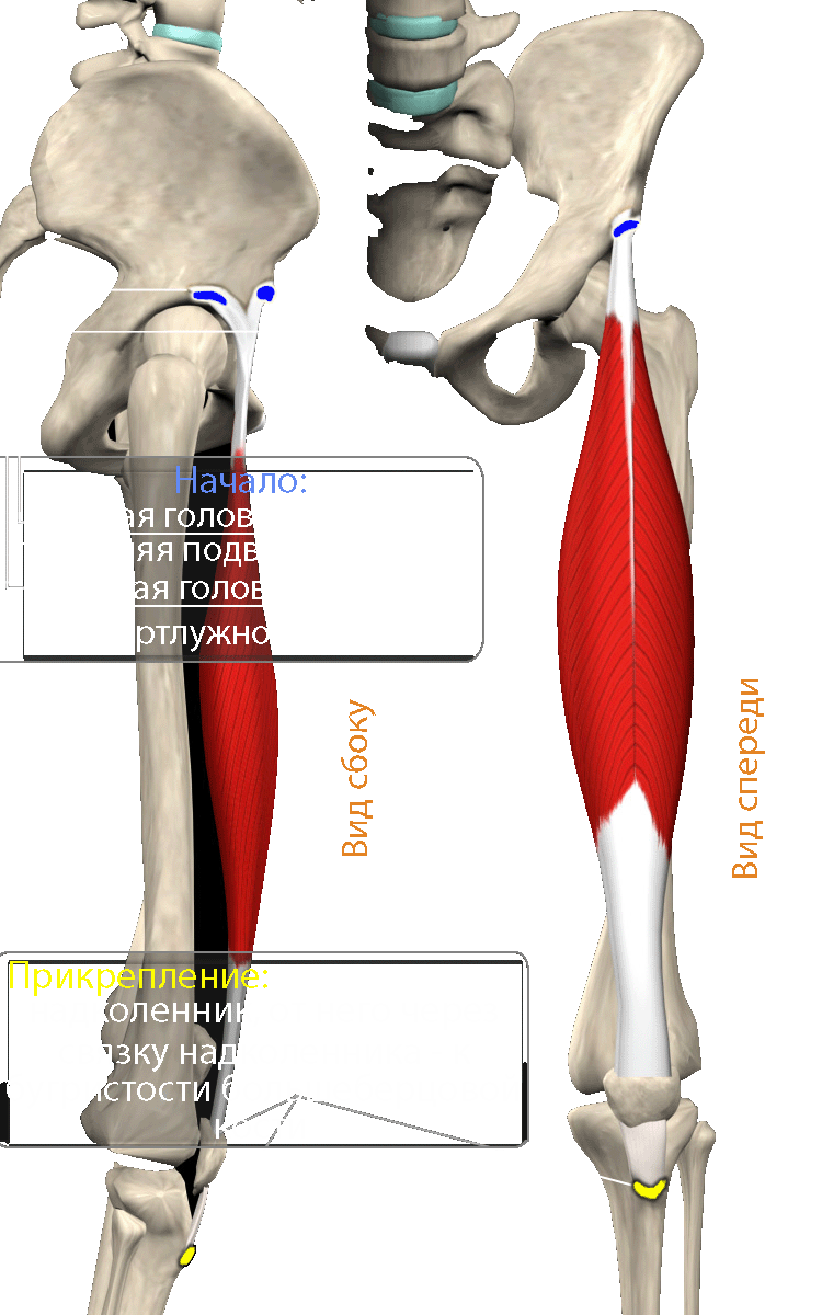 Прямая мышца бедра анатомия картинка